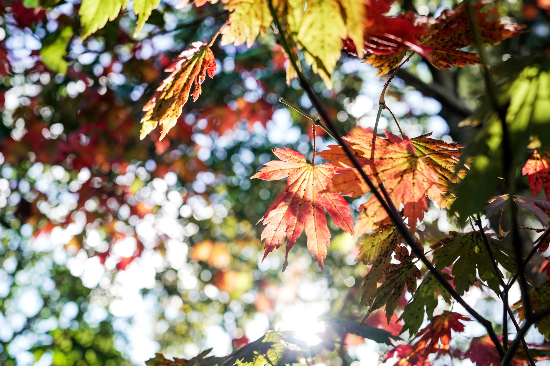 Retreat Gardens and Surrounds Photo 4