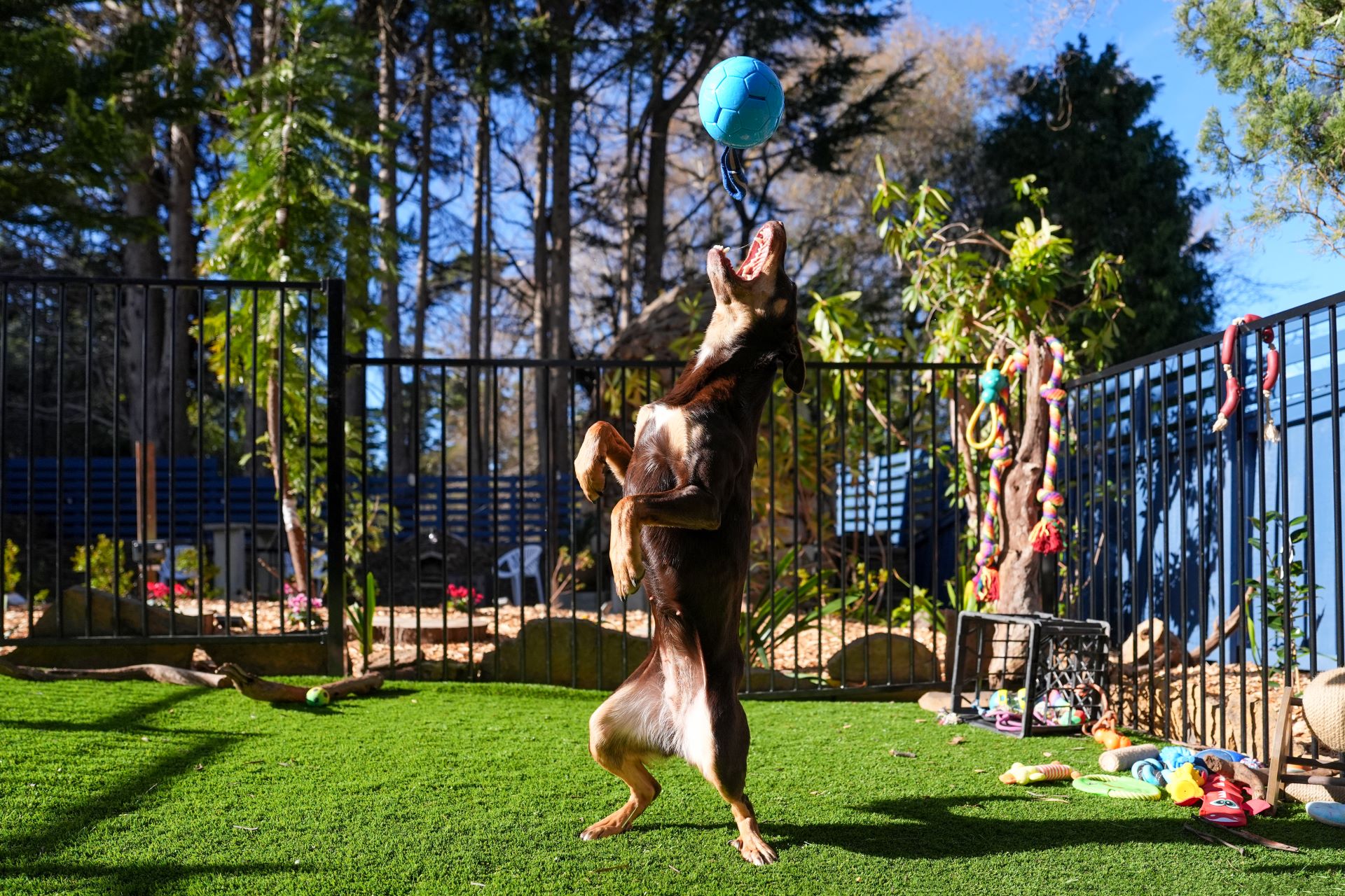 Palace Pet Area Photo 1