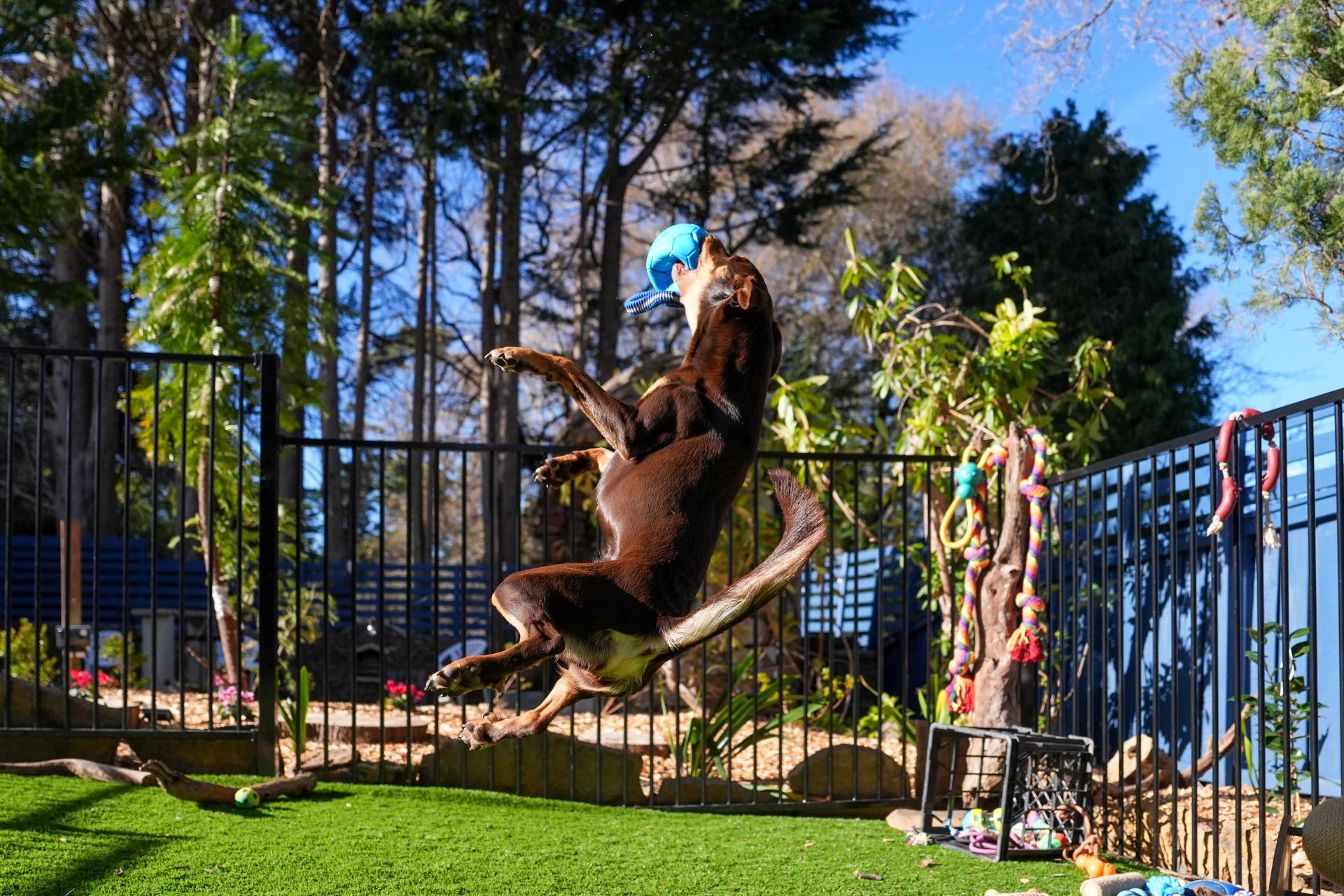 Palace Pet Area Photo 2