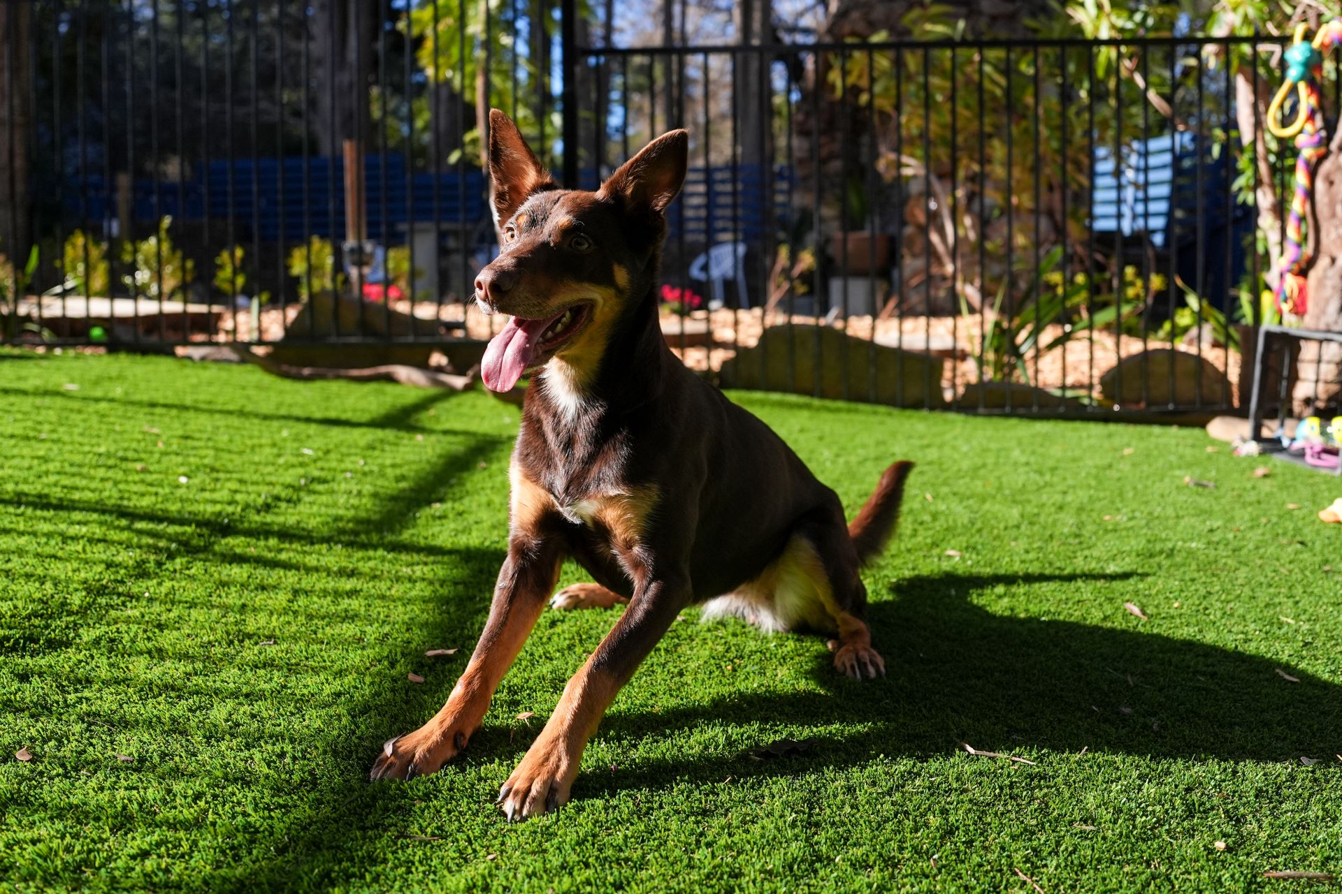 Palace Pet Area Photo 3